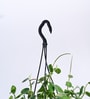 Foliage Peperomia Creeper Natural Plant With Hanging Ivory Planter
