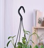 Foliage Peperomia Creeper Natural Plant With Hanging Ivory Planter