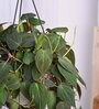 Foliage Philodendron Micas Natural Plant With Hanging Ivory Pot