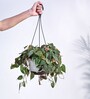 Foliage Philodendron Micas Natural Plant With Hanging Ivory Pot