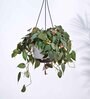 Foliage Philodendron Micas Natural Plant With Hanging Ivory Pot