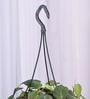 Foliage Philodendron Micas Natural Plant With Hanging Ivory Pot