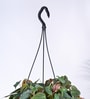 Foliage Philodendron Micas Natural Plant With Hanging Ivory Pot