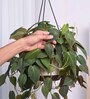 Foliage Philodendron Micas Natural Plant With Hanging Ivory Pot