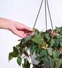 Foliage Philodendron Micas Natural Plant With Hanging Ivory Pot
