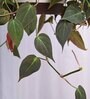 Foliage Philodendron Micas Natural Plant With Hanging Ivory Pot