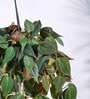 Foliage Philodendron Micas Natural Plant With Hanging Ivory Pot