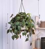 Foliage Philodendron Micas Natural Plant With Hanging Ivory Pot