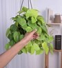 Foliage Philodendron Oxyacardium Natural Plant With Hanging Ivory Pot