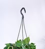 Foliage Philodendron Oxyacardium Natural Plant With Hanging Ivory Pot