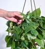 Foliage Philodendron Oxyacardium Natural Plant With Hanging Ivory Pot