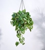 Foliage Philodendron Oxyacardium Natural Plant With Hanging Ivory Pot