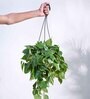 Foliage Philodendron Oxyacardium Natural Plant With Hanging Ivory Pot