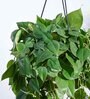 Foliage Philodendron Oxyacardium Natural Plant With Hanging Ivory Pot