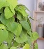 Foliage Philodendron Oxyacardium Natural Plant With Hanging Ivory Pot