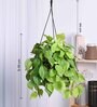 Foliage Philodendron Oxyacardium Natural Plant With Hanging Ivory Pot