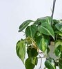Foliage Philodendron Oxycardium Brasil Natural Plant With Hanging Ivory Pot