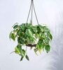 Foliage Philodendron Oxycardium Brasil Natural Plant With Hanging Ivory Pot