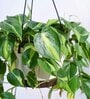 Foliage Philodendron Oxycardium Brasil Natural Plant With Hanging Ivory Pot