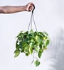 Foliage Philodendron Oxycardium Brasil Natural Plant With Hanging Ivory Pot
