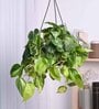 Foliage Philodendron Oxycardium Brasil Natural Plant With Hanging Ivory Pot