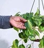 Foliage Philodendron Oxycardium Brasil Natural Plant With Hanging Ivory Pot