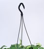 Foliage Philodendron Oxycardium Brasil Natural Plant With Hanging Ivory Pot