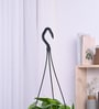 Foliage Philodendron Oxycardium Brasil Natural Plant With Hanging Ivory Pot