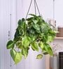 Foliage Philodendron Oxycardium Brasil Natural Plant With Hanging Ivory Pot