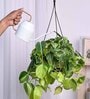 Foliage Philodendron Oxycardium Brasil Natural Plant With Hanging Ivory Pot