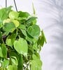 Foliage Philodendron Oxycardium Natural Plant With Hanging Ivory Pot