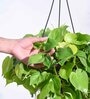 Foliage Philodendron Oxycardium Natural Plant With Hanging Ivory Pot