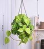 Foliage Philodendron Oxycardium Natural Plant With Hanging Ivory Pot