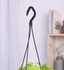 Foliage Philodendron Oxycardium Natural Plant With Hanging Ivory Pot