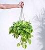 Foliage Philodendron Oxycardium Natural Plant With Hanging Ivory Pot