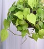 Foliage Philodendron Oxycardium Natural Plant With Hanging Ivory Pot