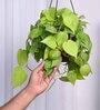 Foliage Philodendron Oxycardium Natural Plant With Hanging Ivory Pot