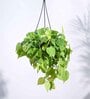 Foliage Philodendron Oxycardium Natural Plant With Hanging Ivory Pot