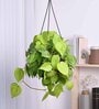 Foliage Philodendron Oxycardium Natural Plant With Hanging Ivory Pot