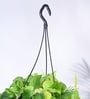 Foliage Philodendron Oxycardium Natural Plant With Hanging Ivory Pot