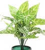 Plastic Green Zebra Artificial Plants