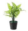 Plastic Green Zebra Artificial Plants