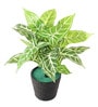 Plastic Green Zebra Artificial Plants