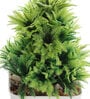 Plastic Lucy Green Mini Bonsai Artificial Plant