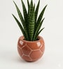 Football Design Ceramic Pot for Indoor & Outdoor Plants