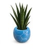 Blue Football Design Ceramic Pot for Indoor & Outdoor Plants