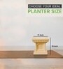 Beige German Polymer Tulsi Planter 12 Inch