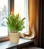 Beige 12 Inch German Polymer Round Plant Container