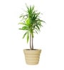 Beige 14 Inch German Polymer Round Plant Container