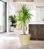 Beige 14 Inch German Polymer Round Plant Container